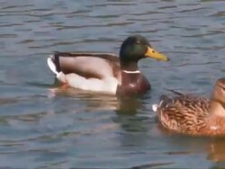 Mallards Stock Footage