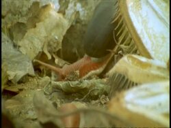 CU time lapse red bodied snail moving over open seeds and leaf litter, Western Ghats, India Stock Footage