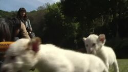 Everland Zoo shows off two recently born rare white lions News Clip