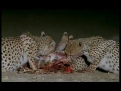 MS 4 cheetahs feeding on carcass, Botswana Stock Footage