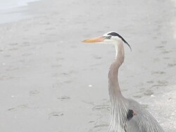 Meditating heron HS Stock Footage