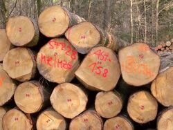 CU Shot of stack of woods in forest / Orscholz, Saarland, Germany Stock Footage