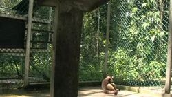 CLEAN: French crusader for gibbons in Borneo jungle News Clip