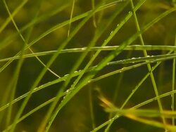 Pampas Grass in the Early Moring Breeze Stock Footage