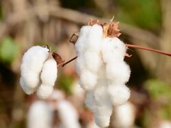 Cotton Field Stock Footage