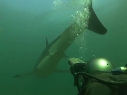 White shark, South Africa, Gansbaai  Stock Footage