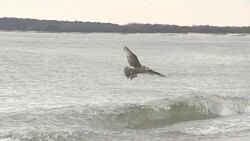 Seagull Landing on Beach Stock Footage