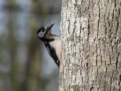 Great Spotted Woodpecker, dendrocopos major, Adult feeding on Tree trunk, Real Time Stock Footage