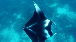 Foraging Manta Ray ram feeding on South Ari Atoll Stock Footage