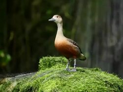 Whistling Duck Stock Footage