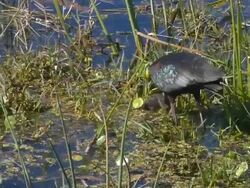 Closeup of an Iridescent-Feathered Glossy Ibis Probing in Shallow Water For Food Stock Footage