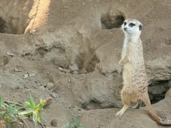Meerkat Den Stock Footage
