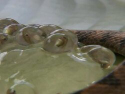 Close Up - Cat-eyed snake slithers around cluster of frog eggs / Costa Rica Stock Footage