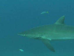 Silky sharks, solo passes, Saudi Arabia, Gulf  Stock Footage