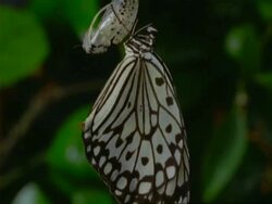 T/L Butterfly - emergence of butterfly from chrysalis, side view of butterfly resting on chrysalis casing, natural background Stock Footage