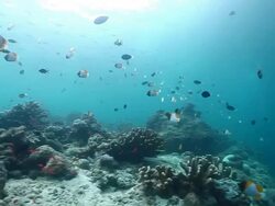 MS TS View of Reef scenery with pyramid butterfly fish / Sipadan, Semporna, Tawau, Malaysia Stock Footage