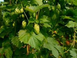 HD Hop Garden Close-up (Panning) Stock Footage