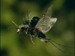 High speed Green Tiger Beetle (Cicindela campestris) in flight, hovering, Meadow, UK Stock Footage