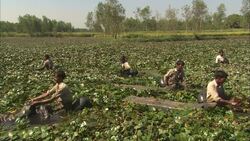 Agricultural workers stand in water as they harvest a crop. Stock Footage