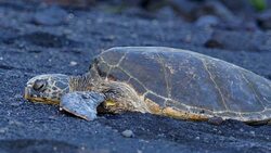 Resting Sea Turtles (Big Island) Stock Footage