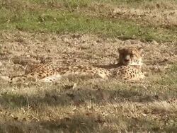 Cheetah in the grass Stock Footage