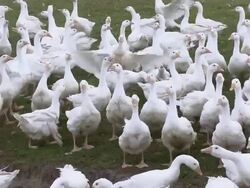 MS View of flock of geese / Serrig, Rhineland-Palatinate, Germany Stock Footage