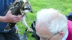 Young Osprey's being ringed and fitted with a satelite tracker from a nest on Bassenthwaite near Keswick in the Lake District National Park, Cumbria, UK. Stock Footage