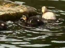 Ducklings on a Rock Stock Footage