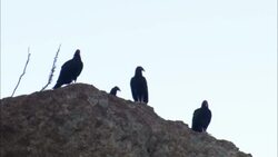 A wake of buzzards perches on a rock cliff. Stock Footage