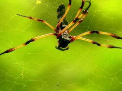 Palm spider Stock Footage