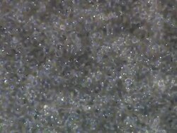 Human sperm, masses swimming around, wide locked off Stock Footage