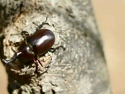 CU Shot of dynastid beetle moving on tree / Ilsan, Gyeonggido, South Korea Stock Footage