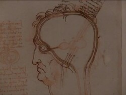 Da Vinci Anatomy Works Exhibition Stock Footage