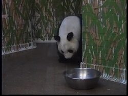 UK: LAST FEMALE PANDA RETURNED TO CHINA News Clip