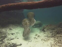 Manatees mother and calf into side spring, Audio, Florida, North Atlantic Ocean  Stock Footage