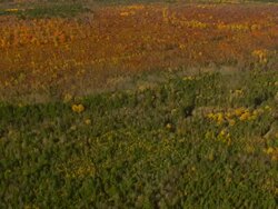 MS AERIAL TU PAN ZI View of wooded area with autumn color at Howland / Maine, United States Stock Footage