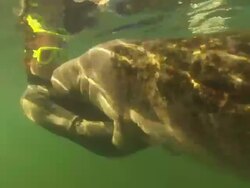 Diver snorkeller with Manatee swimming, close up. Crystal River, Florida, USA  Stock Footage
