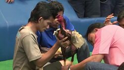 VOICED : El negocio de las peleas de gallos en Tailandia News Clip