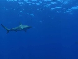 MS Shot of Blacktip sharks swimming in open water with sunlight filtering through water surface / Aliwal Shoal, Kwa Zulu Natal, South Africa Stock Footage