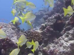 Blue Striped Snapper Stock Footage