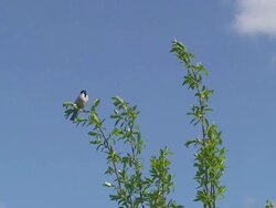 Reed Bunting Bird on the Calling Treetop Stock Footage