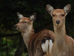 Sika Deer (Cervus nippon) CU head ,in Kinkazan island, Japan  Stock Footage