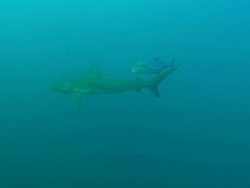 Galapagos shark in sea, Mexico  Stock Footage