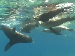 Male California Sea Lion (Zalophus californianus) and several females swimming near surface with school of Five-banded Damselfish (Abudefduf vaigiensis), La Paz, Sea of Cortez, Mexico Stock Footage