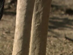 Close Up tilt-up - A giraffe stands on barren ground / South Africa Stock Footage