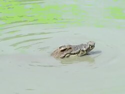 Crocodile Stock Footage