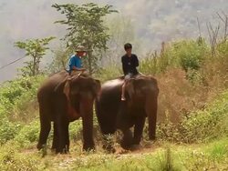 MS PAN SLO MO Shot of elephants eating tall grass and walking slowly in green pasture with two men riding on  / Elephant park near Luang Prabang, Luang Prabang, Laos Stock Footage