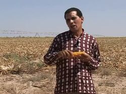 Egypt produces first genetically modified crops harvest News Clip