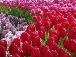 MS Shot of red and pink color tulip fields at Keukenhof Gardens / Lisse, South Holland, Netherlands Stock Footage