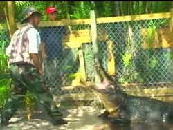 Alligator wrestlers who used to entertain tourists are slowly becoming a dying breed in South Florida. News Clip